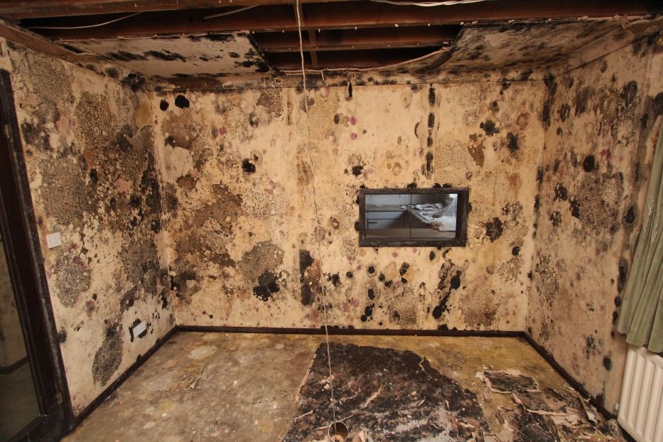 painting over water damaged/mouldy plaster boards www